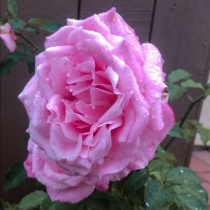 Meet your Posher, Connie